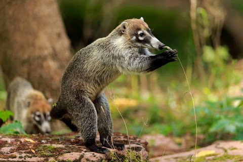 White-trunked coati