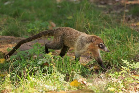 White-trunked coati