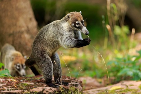 White-trunked coati