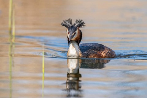 Great crested grebe