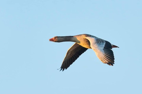 Greylag goose