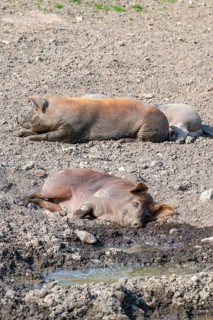 Duroc pig