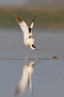 Avocet