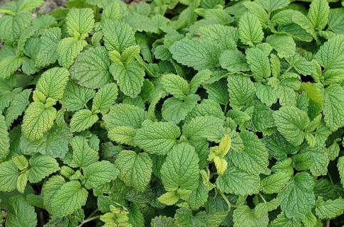 LEMON BALM