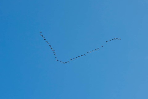 Flying Greylag goose