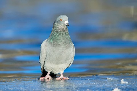 Pigeon