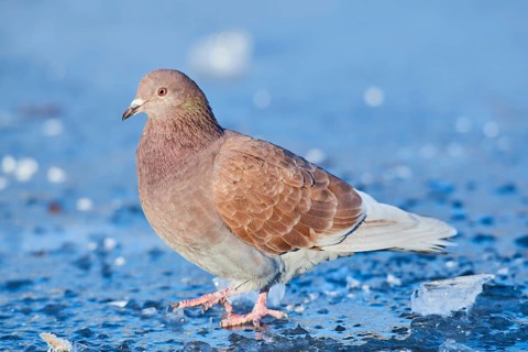 Stock Dove