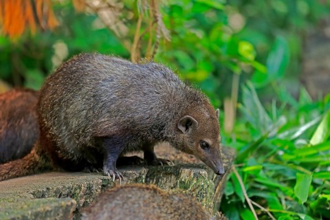 Common kusimanse