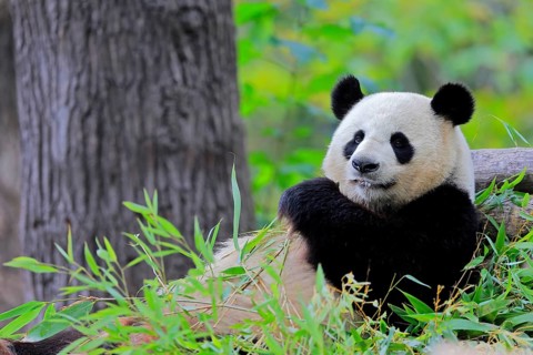 Giant Panda