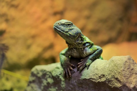 North African thorn-tailed dragon
