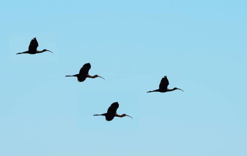 Glossy ibis