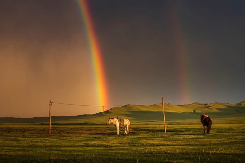 Domestic Horses