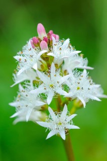 Bog bean
