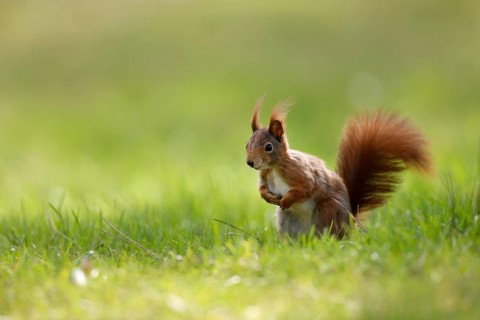 Squirrel