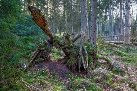 Spruce forest