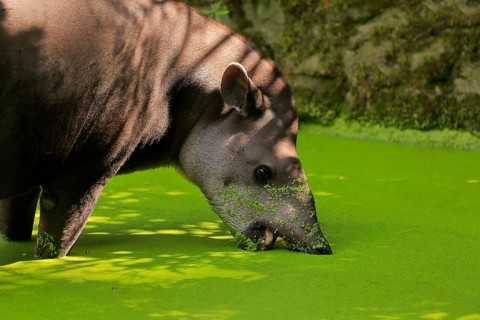 Lowland tapir