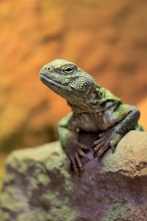 North African thorn-tailed dragon