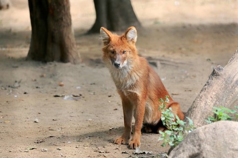 Dhole