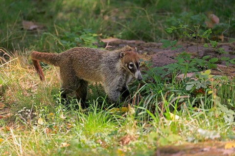 White-trunked coati