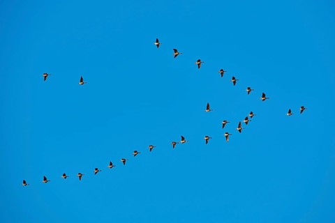 Greylag goose