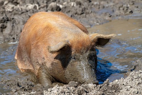 Duroc pig