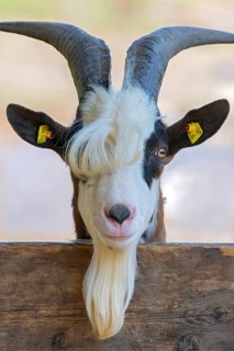 Tauernschecken domestic goat