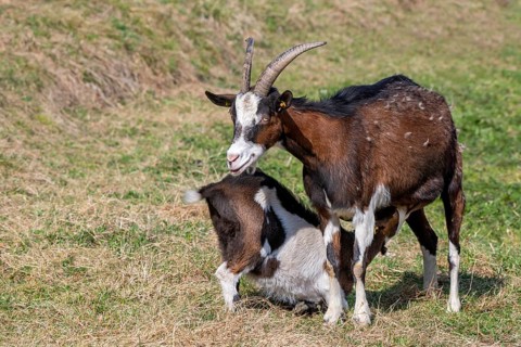 Tauernschecken domestic goat
