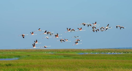 Greater flamingos