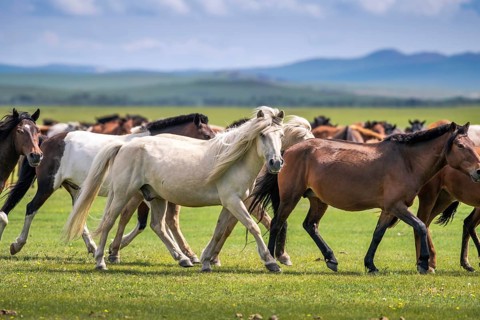 Domestic Horses