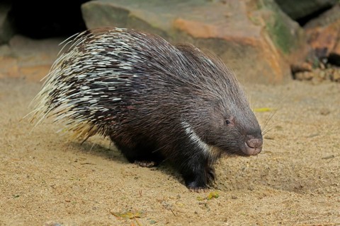 Indian white-tailed porcupine