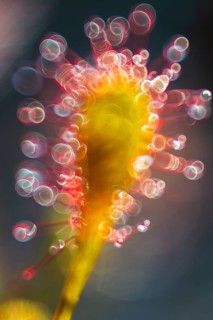 Sundew