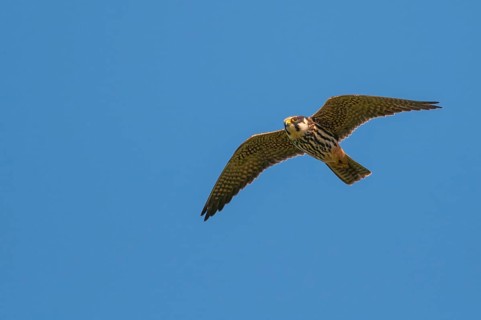 Eurasian hobby