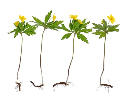 Yellow Anemones