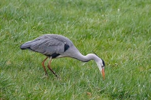 Grey heron