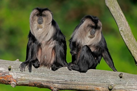 Lion-tailed macaque