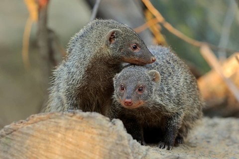 Dwarf mongoose