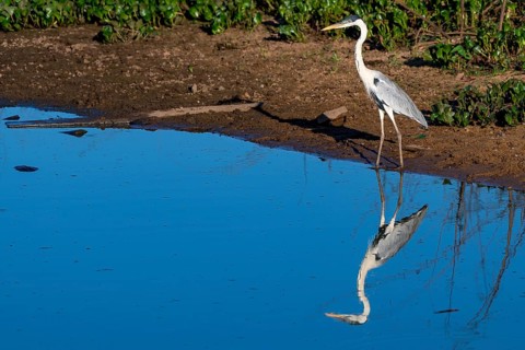 Cocoi heron