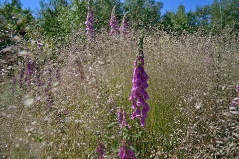 Common foxglove