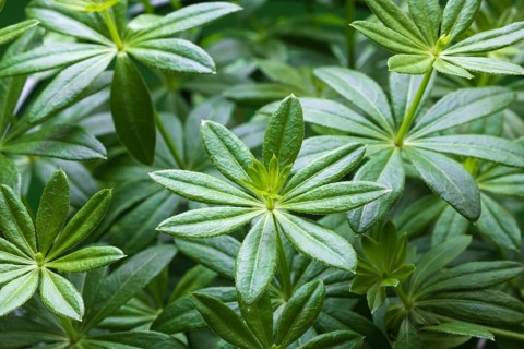 Woodruff