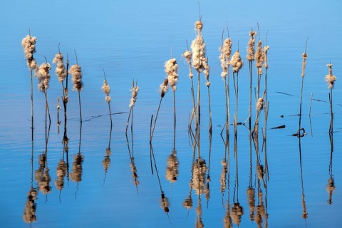 Bulrush