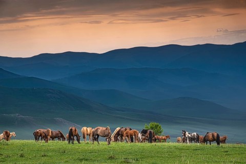Domestic Horses