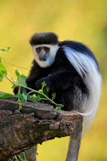 Mantled guereza