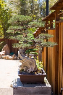 California juniper bonsai tree on display outside