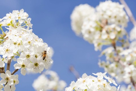 Honeybee harvesting pollen from blossoming tree buds