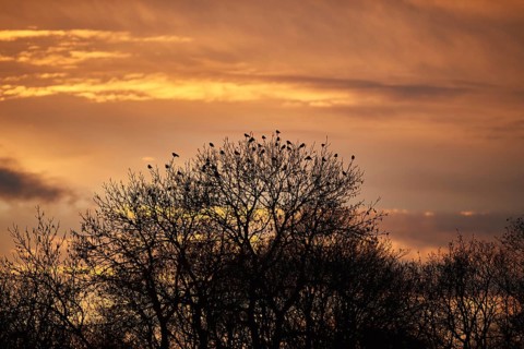 Carrion crows