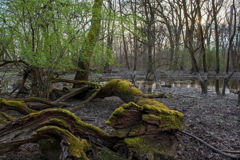 Floodplain