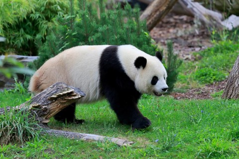 Giant Panda