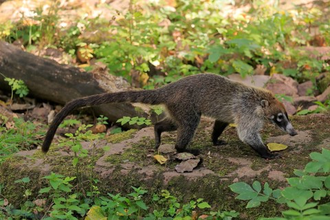 White-trunked coati