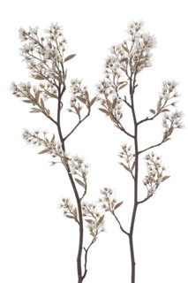 Flowering branches of a weeping pear