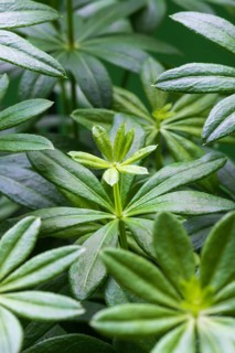 Woodruff